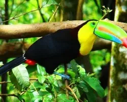 Ramphastos sulphuratus