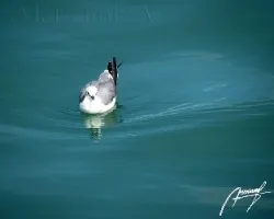 Leucophaeus atricilla