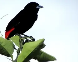 AvÃªs de Costa Rica