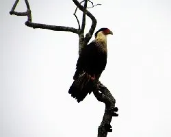 Caracara cheriway