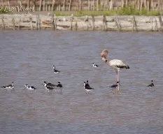Phoenicopterus ruber