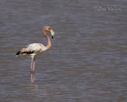 Phoenicopterus ruber