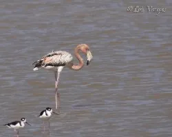 Phoenicopterus ruber