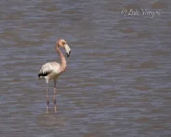 Phoenicopterus ruber