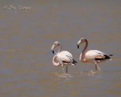 Phoenicopterus ruber