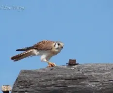 Falco spaverius dominicensis