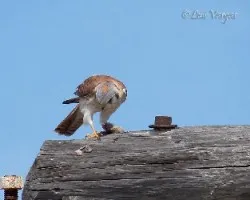 Falco spaverius dominicensis
