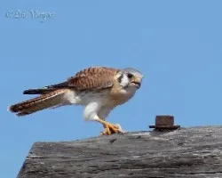 Falco spaverius dominicensis