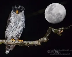 Reto manipulación oct 2013