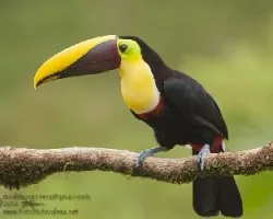 Ramphastos ambiguus
