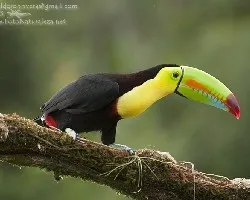 Ramphastos sulfuratus