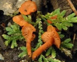 Cantharellus cinnabarinus