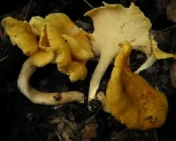 Cantharellus lateritius