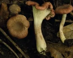 Cantharellus atrolilacinus