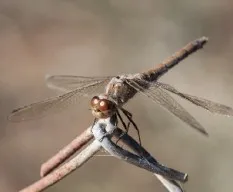Caballito del diablo