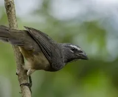 Saltator coerulescens