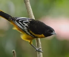 Icterus galbula