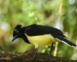 Cyanocorax chrysops