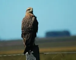 Buteogallus meridionalis