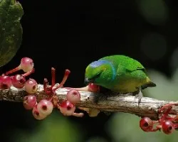 Chlorophonia callophrys