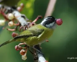 Chlorospingus pileatus