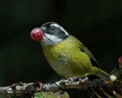 Chlorospingus pileatus