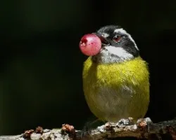 Chlorospingus pileatus