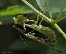 Amor de mantis