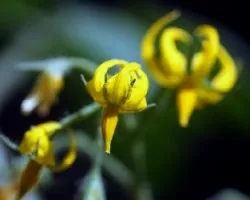 Lycopersicum esculentum