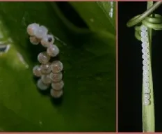 Holymenia clavigera ó Anisoscelis foliacea marginella