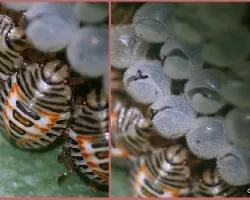 Holymenia clavigera o Anysoscelis foliacea marginella