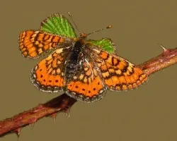 Euphydryas aurinia 