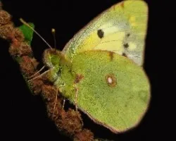 Colias crocea