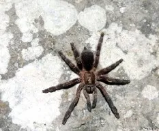 Tarántula