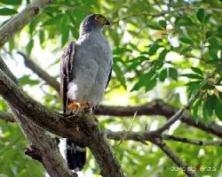 Accipiter bicolor
