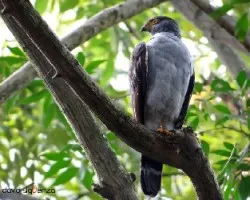 Accipiter bicolor