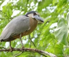 Cochlearius cochlearius