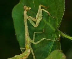 Mantis