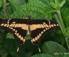 Heraclides thoas nealces