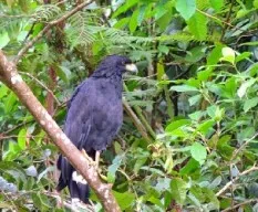 Buteogallus anthracinus