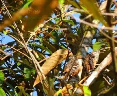 Campylorhynchus zonatus