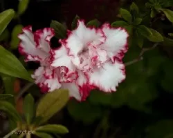 Azalea sp