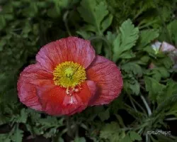 Papaver sp
