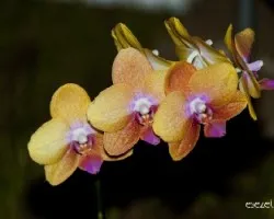 Phalaenopsis sp