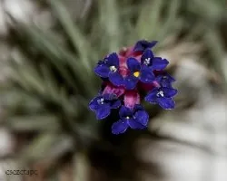 Tillandsia aeranthos