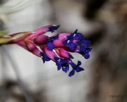 Tillandsia aeranthos