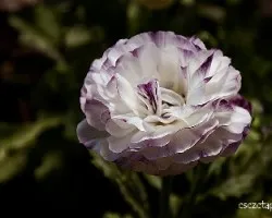 Ranunculus asiaticus