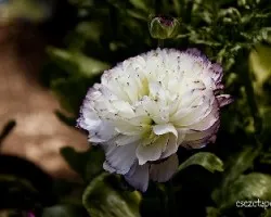 Ranunculus asiaticus