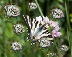 Jugando con burbujas