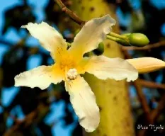 Ceiba speciosa